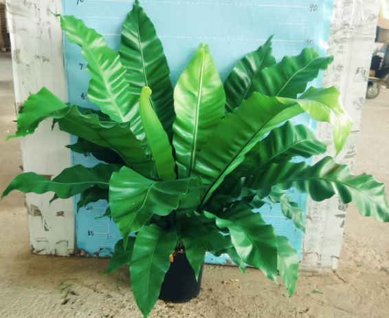 Блечнум ориентале Елвис 21 90