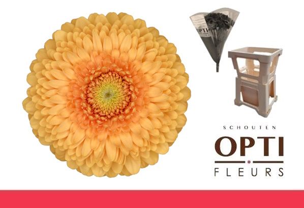 Гермини Помпон Банни (желт.), шт.