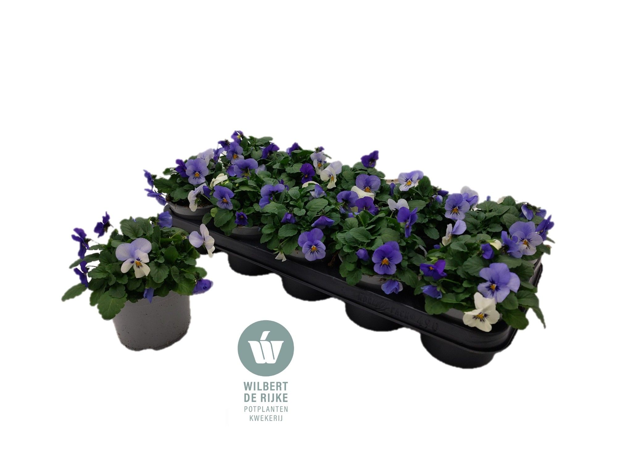 Viola Cornuta Trio Athens (Viool), D 12