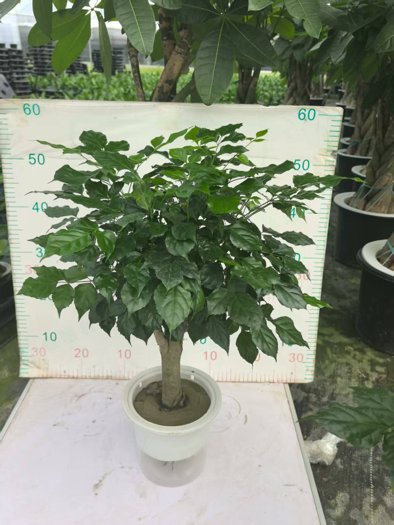 Радермачера синика Пуре гидропоник мулти-бранч Грин Трежер 25 60