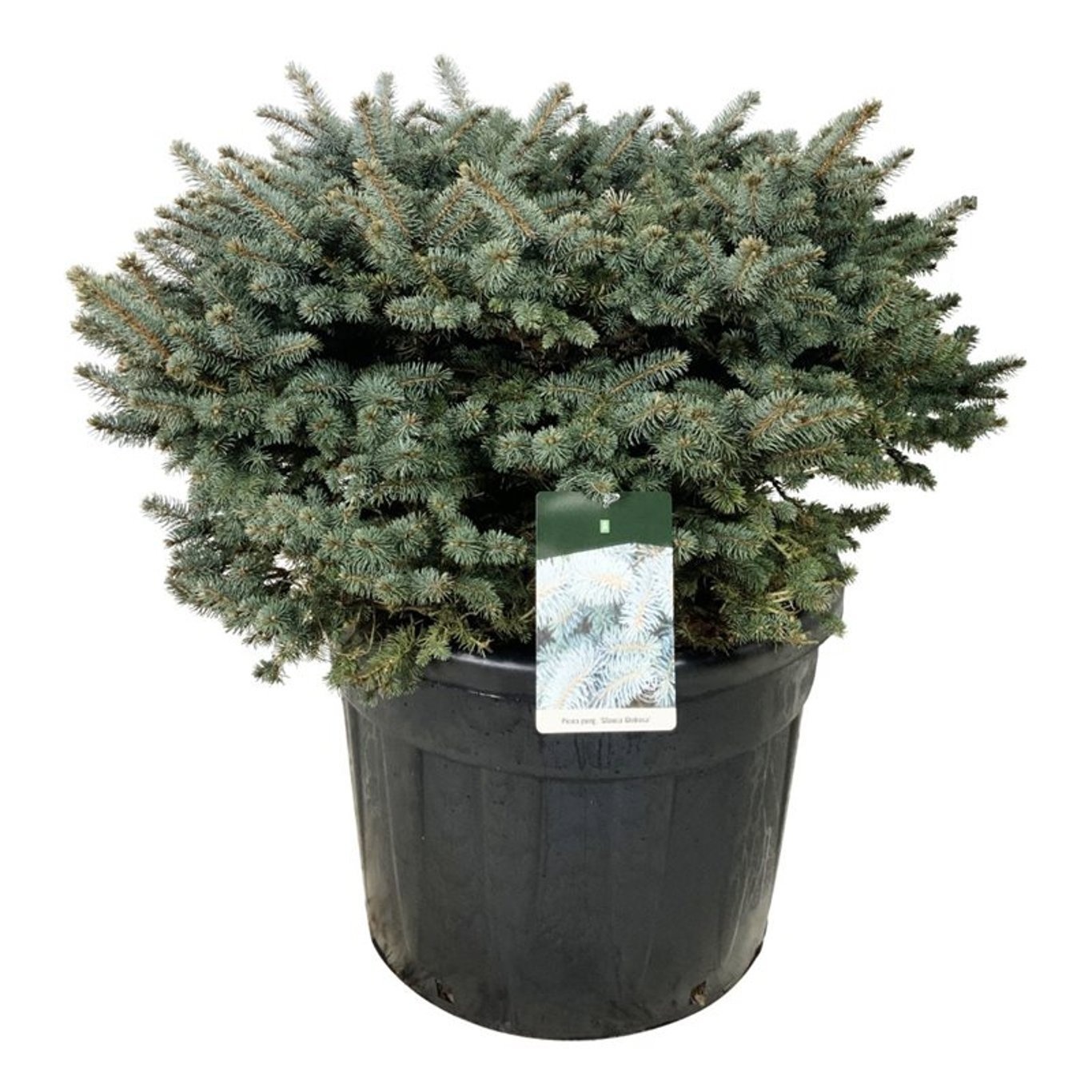 Picea pung. 'Glauca Globosa', D 70