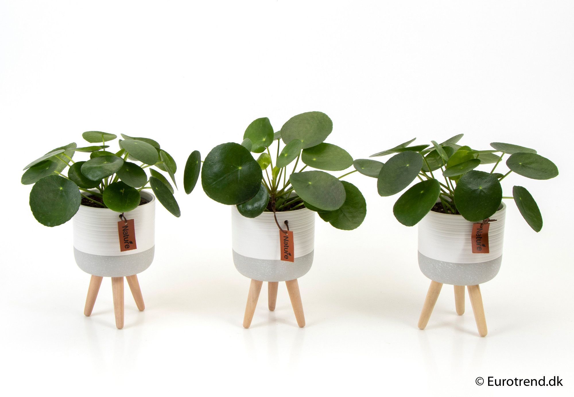Pilea Pepemioides in 11 cm ceramic with leg - New Look 2025, D 6