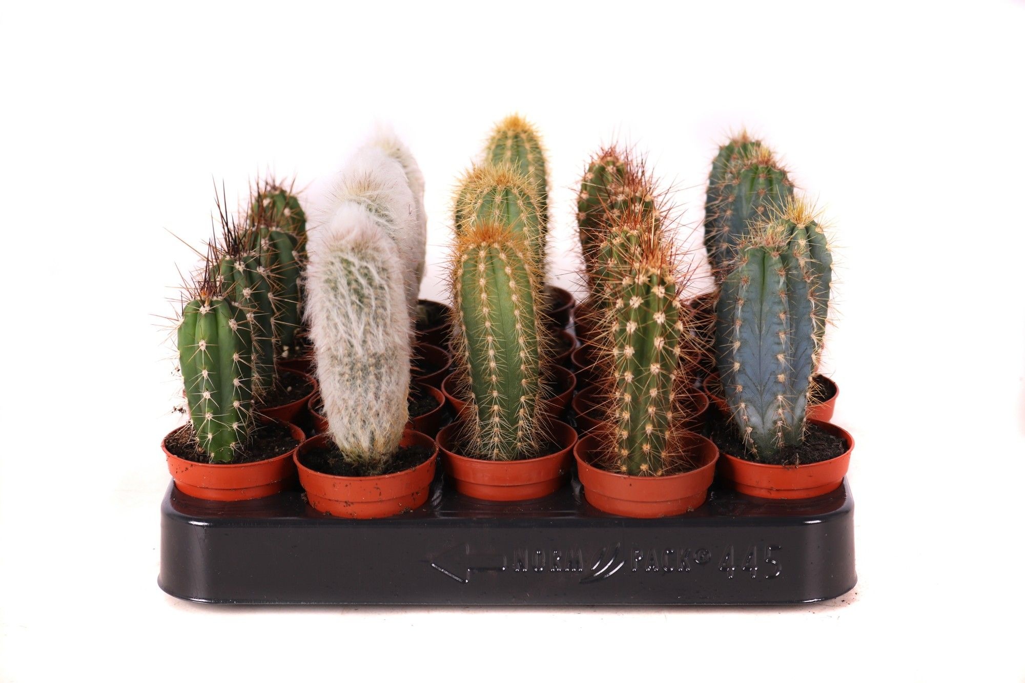 Cactus zuilen 5,5 cm, D 5,5