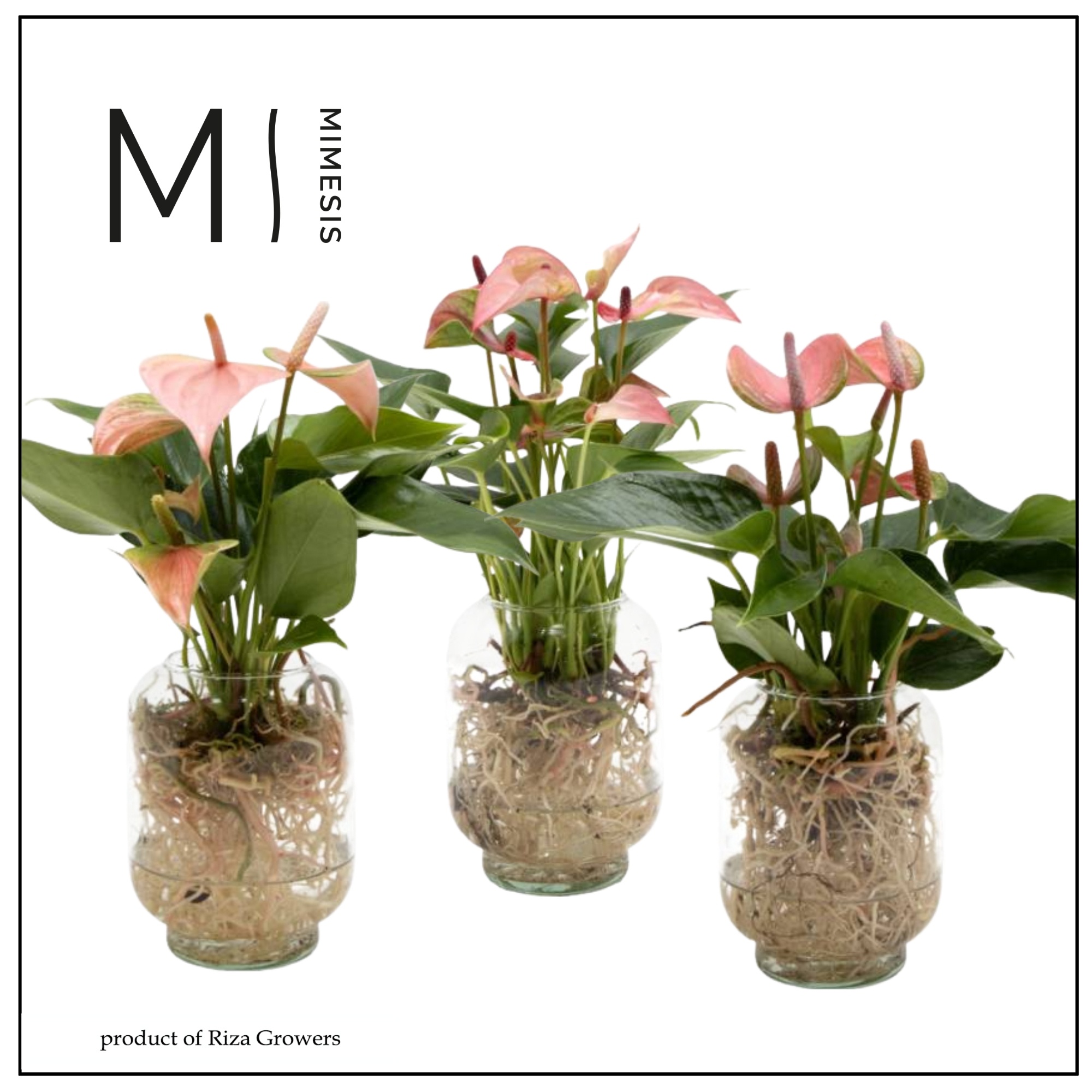 Mimesis Anthurium KARMA Pink Mix - Aqua di Karma Chicago S, D 10