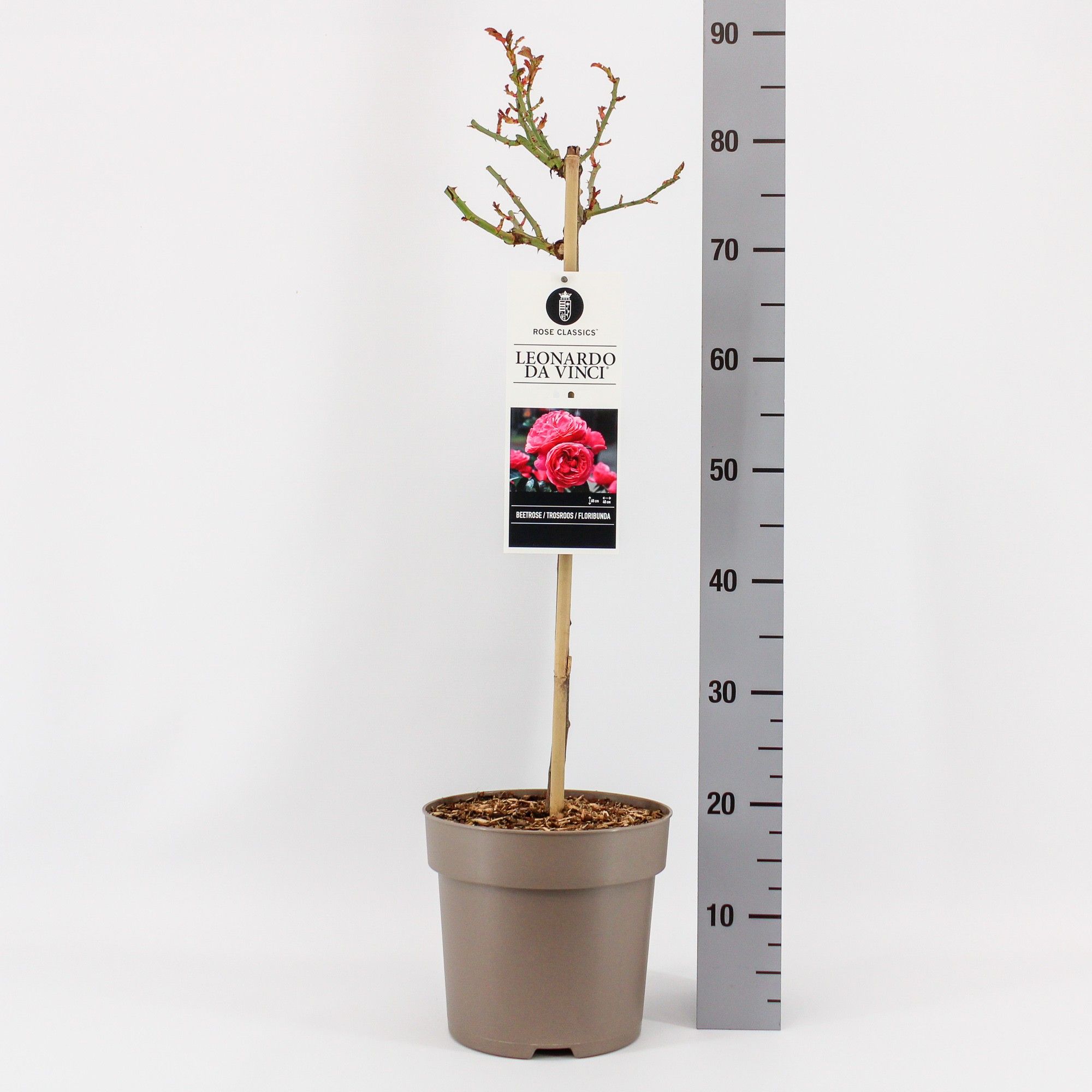 Rosa (F) Leonardo da Vinci ®, stam 50, C6, D 24 cm