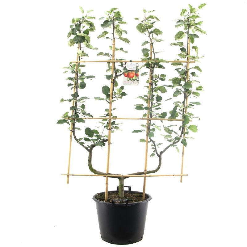 Malus dom. Rode Boskoop dub.U Moesappel, D 45