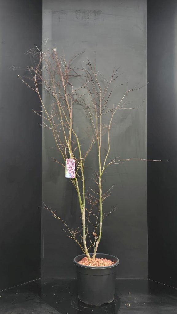 Acer palmatum Atropurpureum, D 34