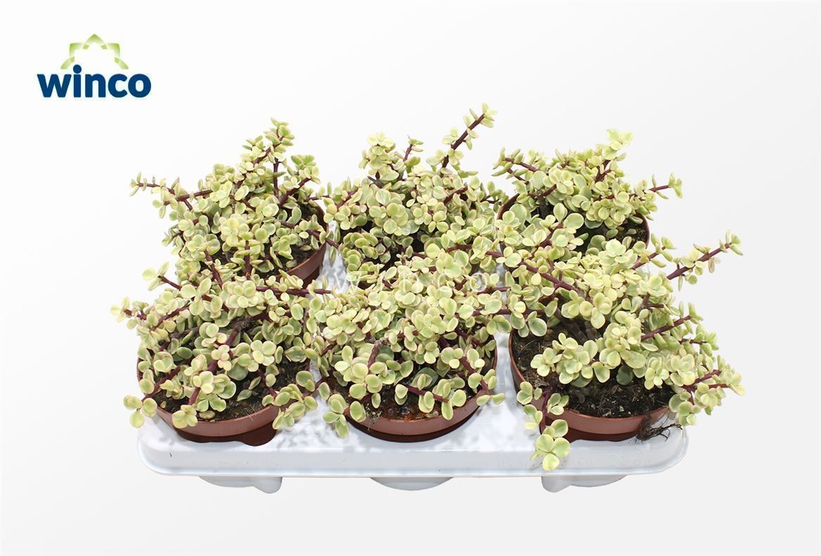 Crassula Afra Variegata, D 13 cm Crassula Afra Variegata, D 13 cm
