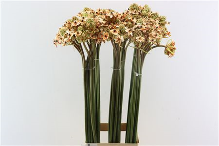 Орнитогалум Овериг Крашеный (краш. ) 90, шт.