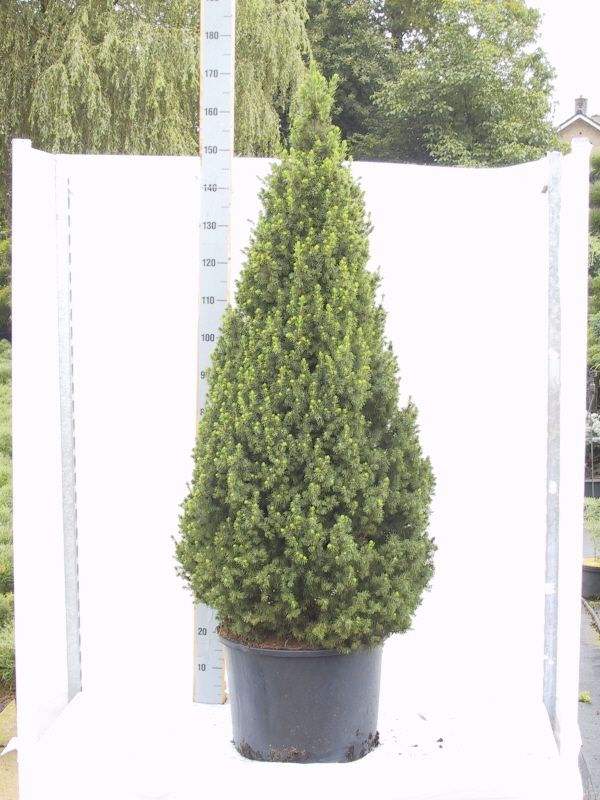 Picea gl. Conica, D 45