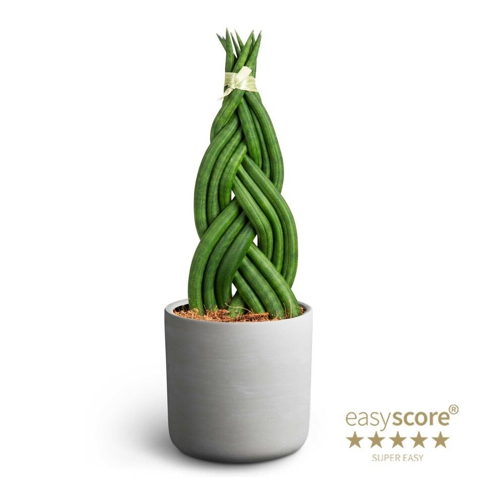 Raw Grey, Sansevieria Braid, D 12 cm