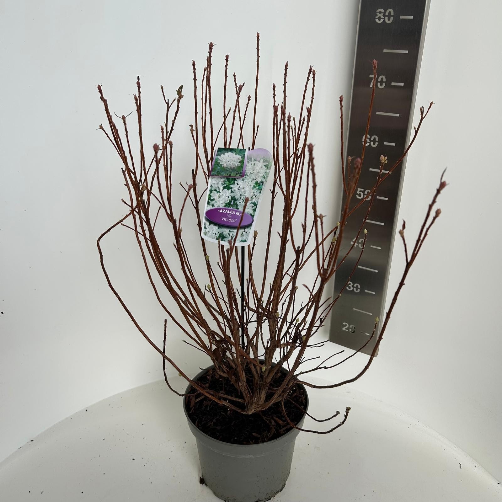 Azalea knaphill Viscosa, D 23