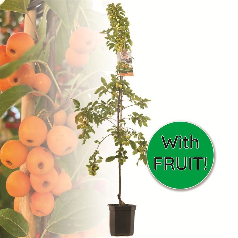 Malus Prof. Sprenger laagstam Geel-rode sierappel, D 24 cm