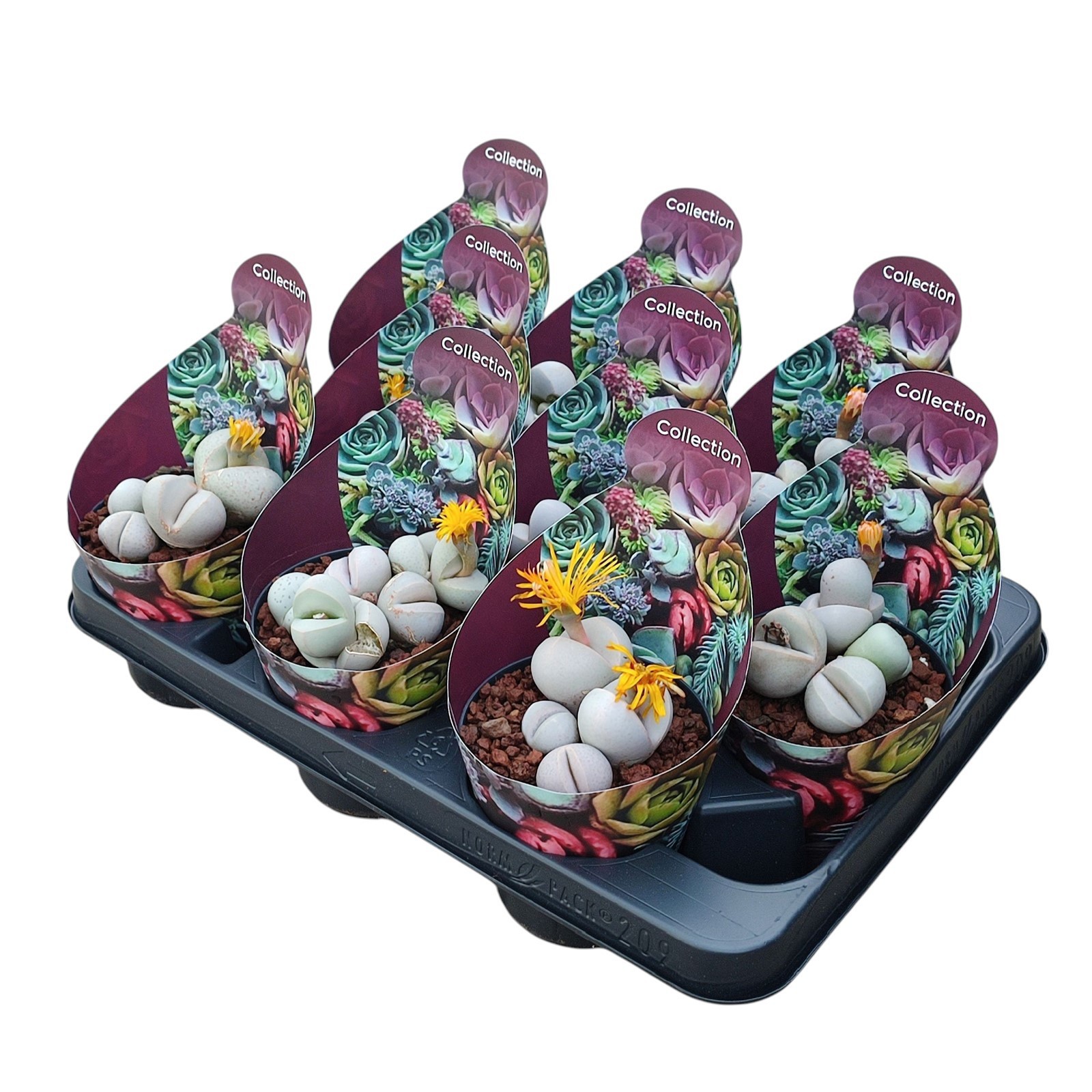 ARGYRODERMA DELAETII - POT Ø 10,5- COLLECTION WITH POTCOVER (SUCCULENTEN), D 10,5