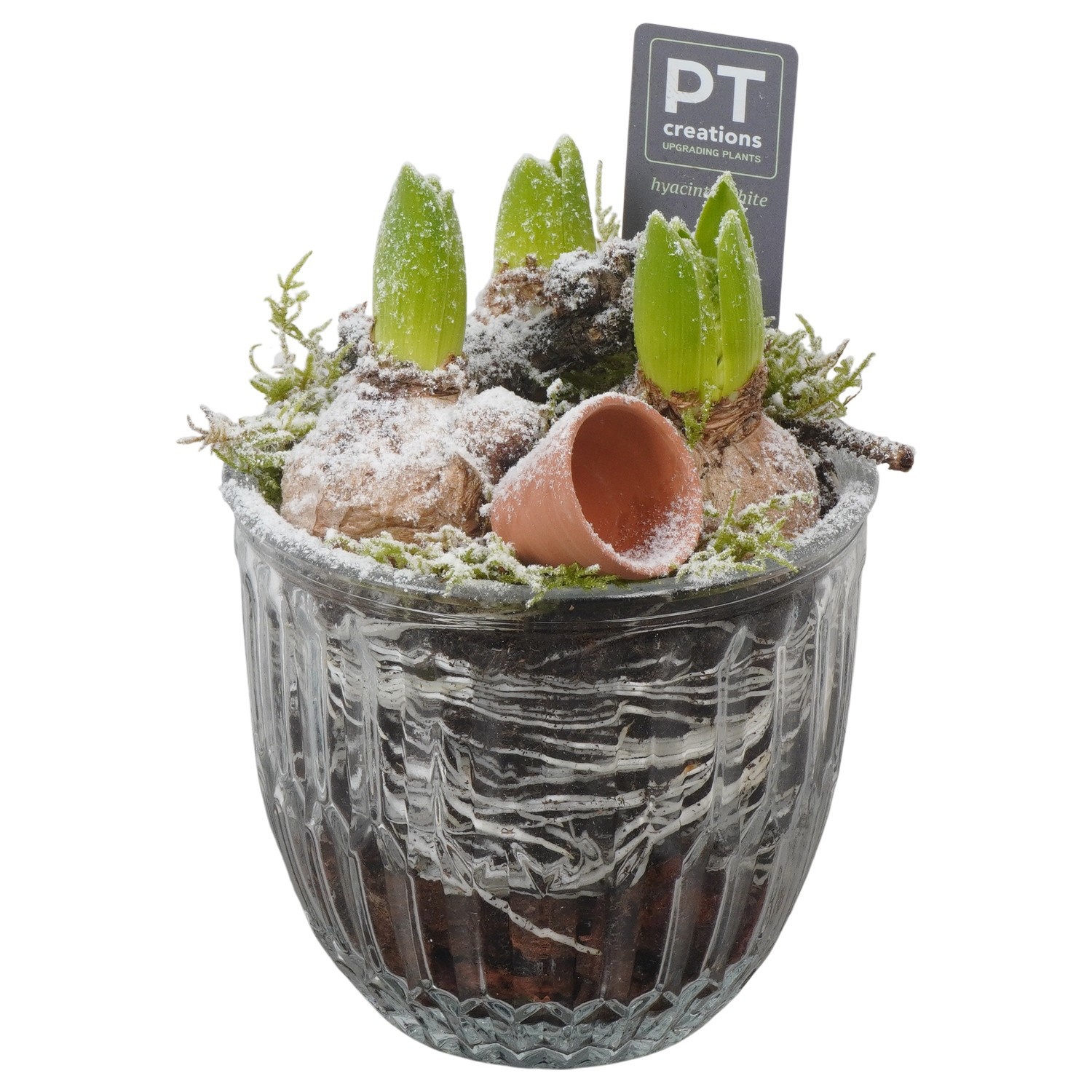 PTWH4080 Arrangement Winter Hyacint in glazen vaas, D 12