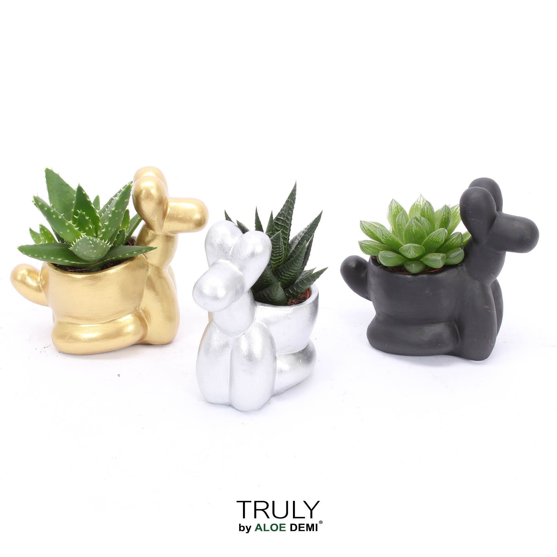 TRULY Haworthia Gasteria, Balloon dog, D 13