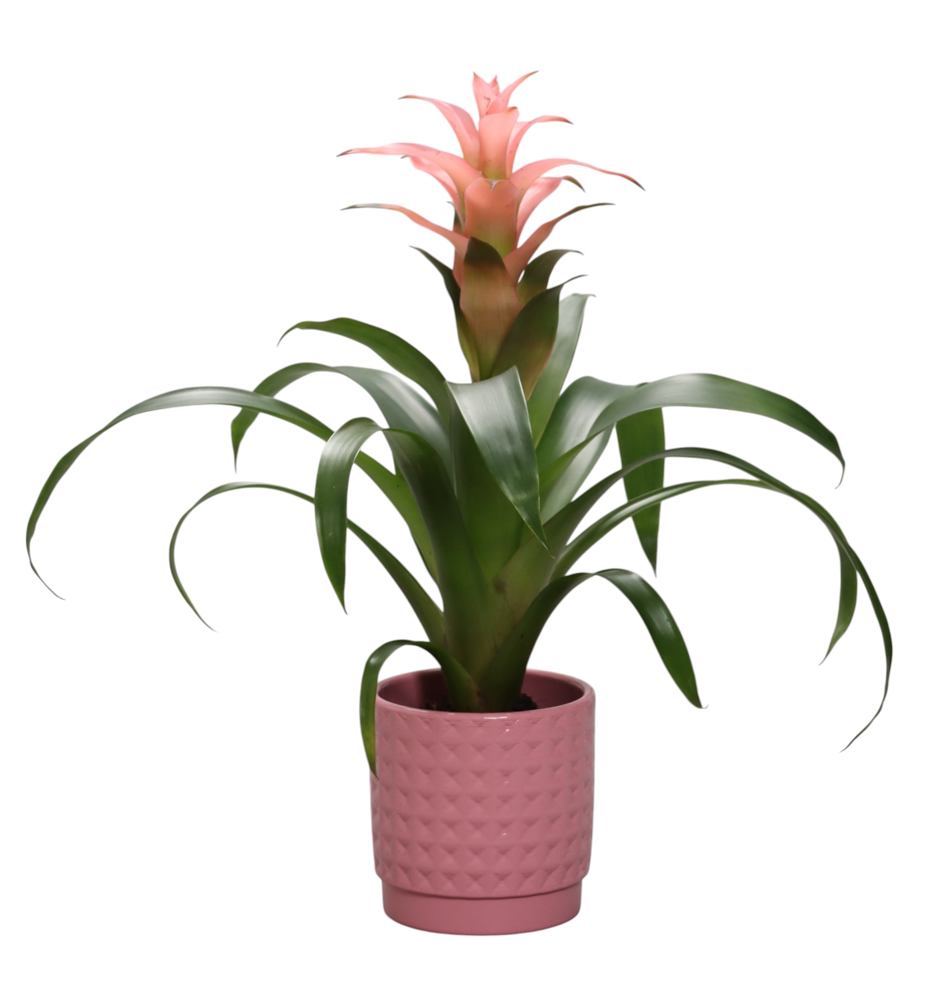 Guzmania Melissa in roze ruit keramiek, D 10