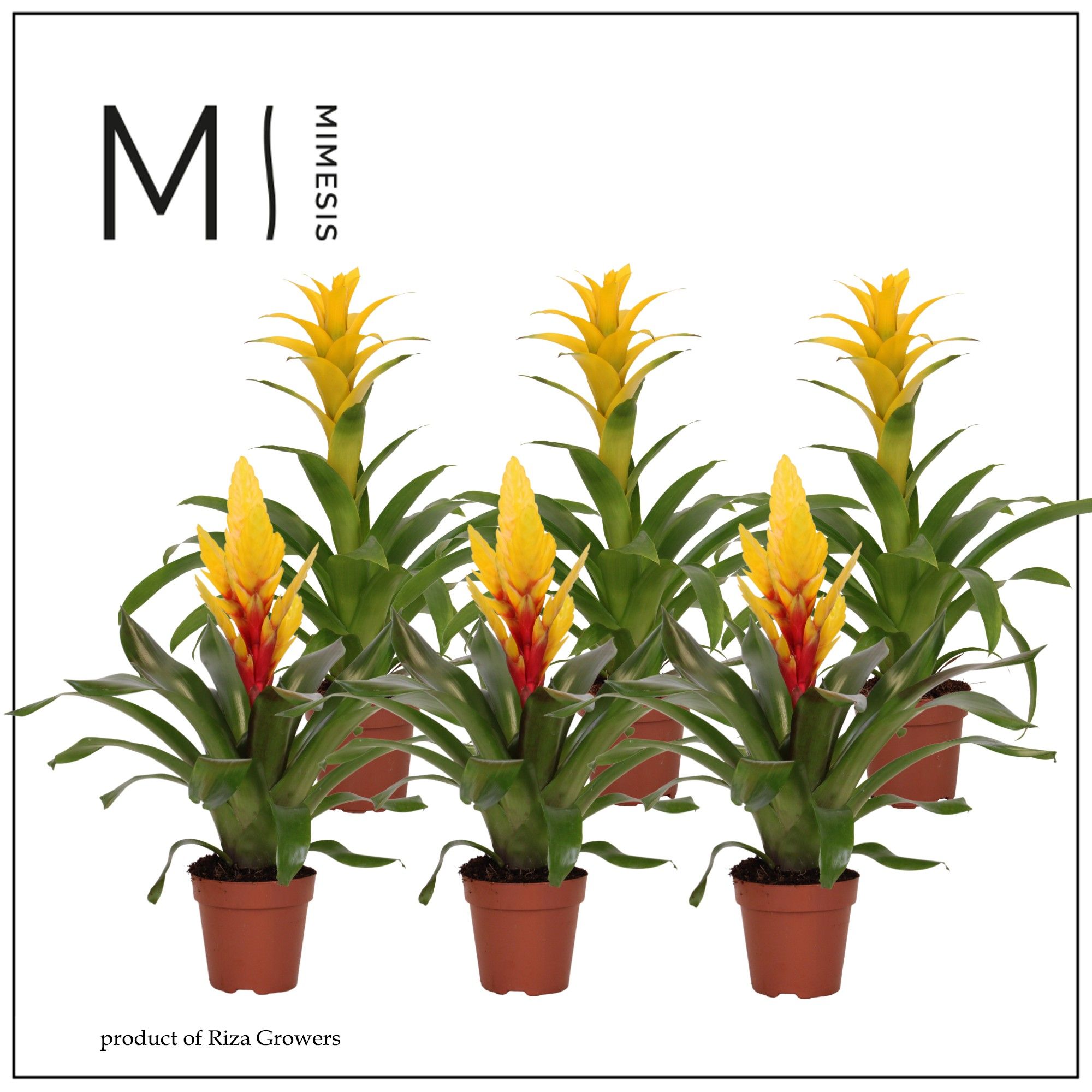 Bromelia Yellow - 12cm | Mimesis, D 12