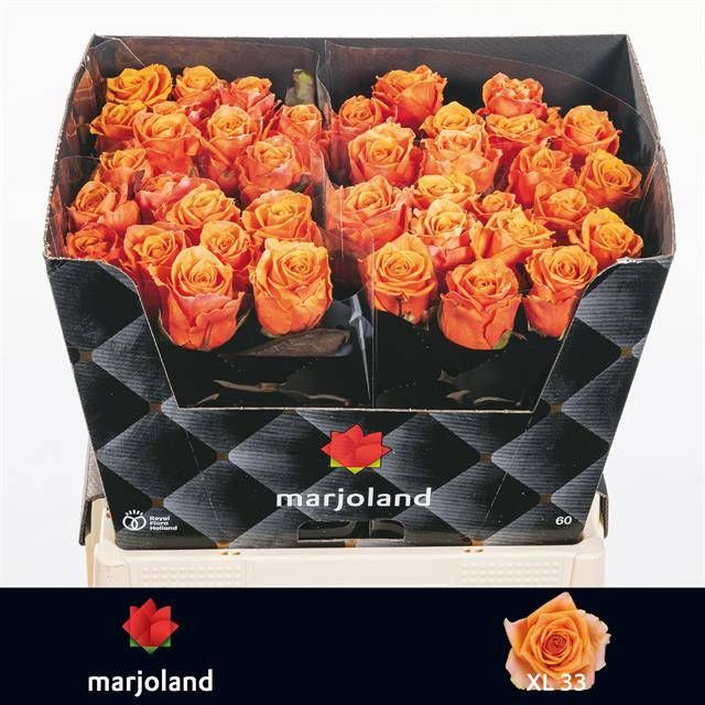 Роза од. Нови! 60, шт.