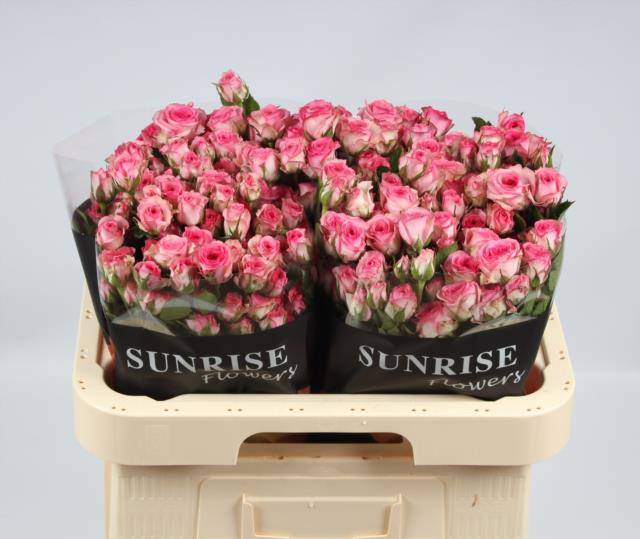 Роза куст. Тралала 60, шт.