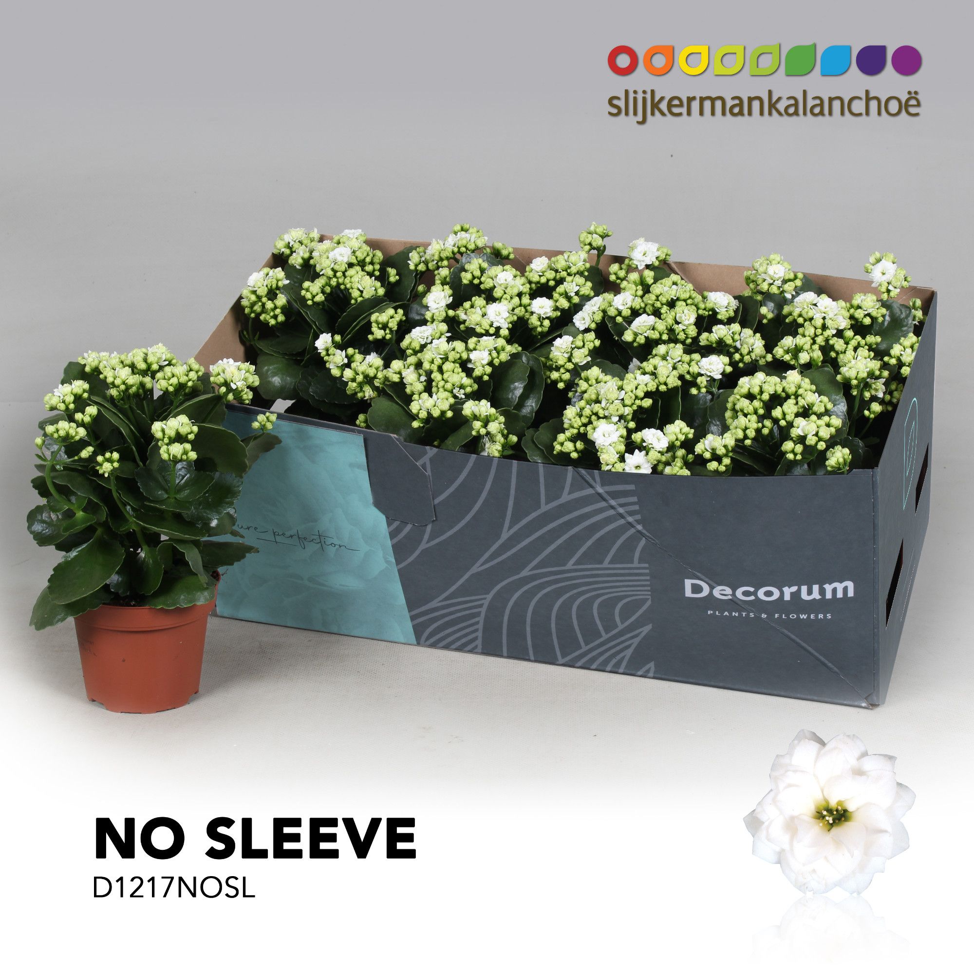 Kalanchoe No Sleeve - White, D 12