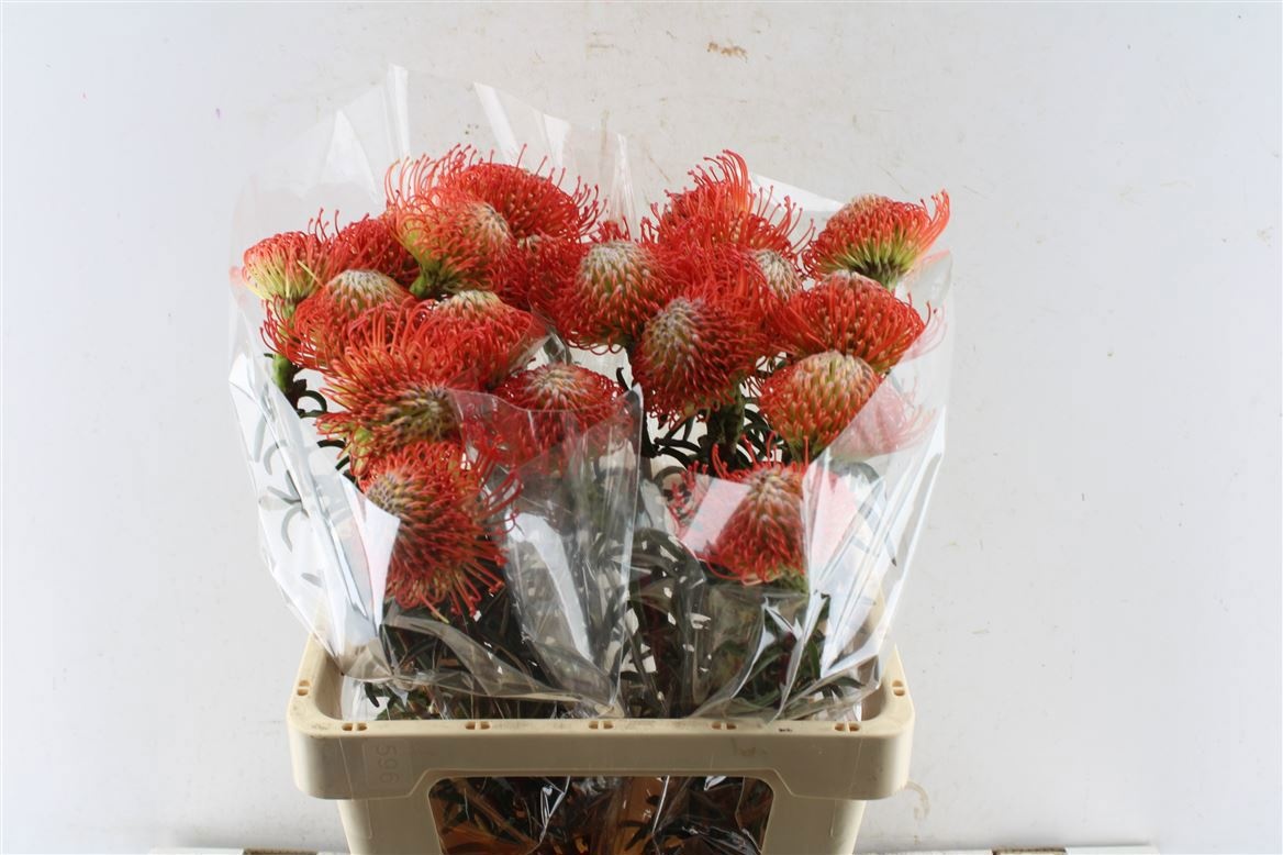 Нутанс Саксешн 60 (красн.), шт.