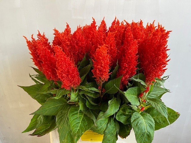 Целозия Плюмоза Сандэй Оранж 60, шт.