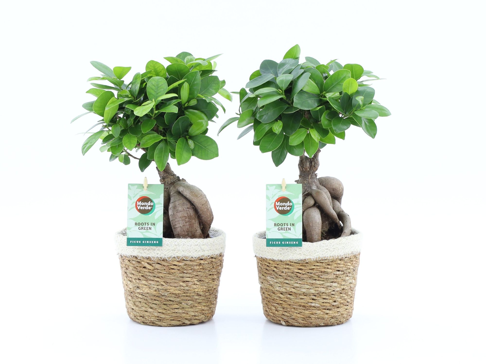Ficus micr. Ginseng in Noah Korb, D 14