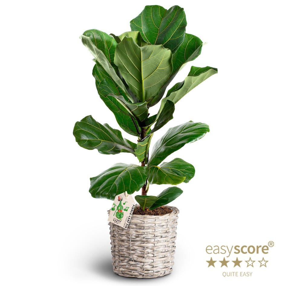 Basket, Ficus lyrata, D 19