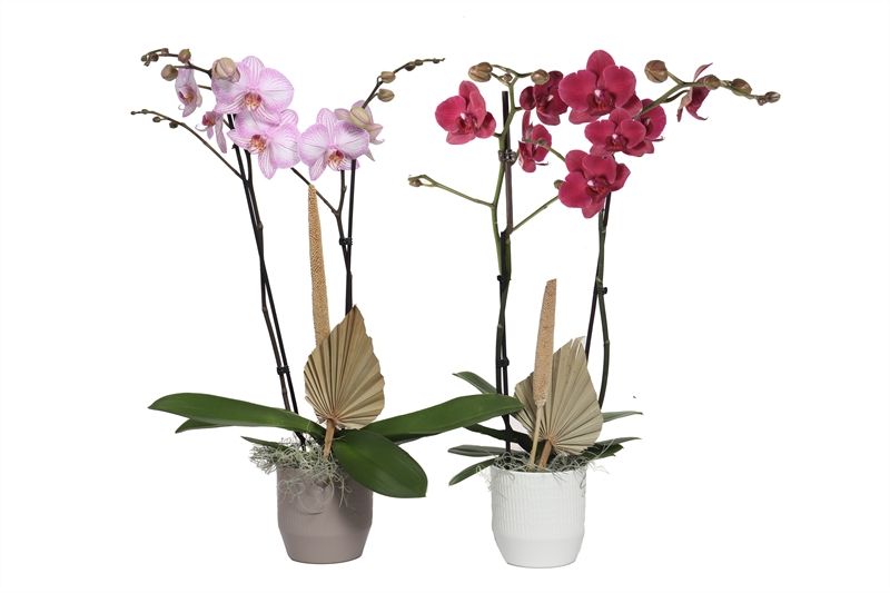 Tirza p12 scores mix Phal mix 2T14+, D 12