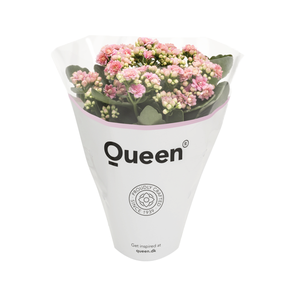 Queen® RoseFlowers Rosa (CL), D 10,5