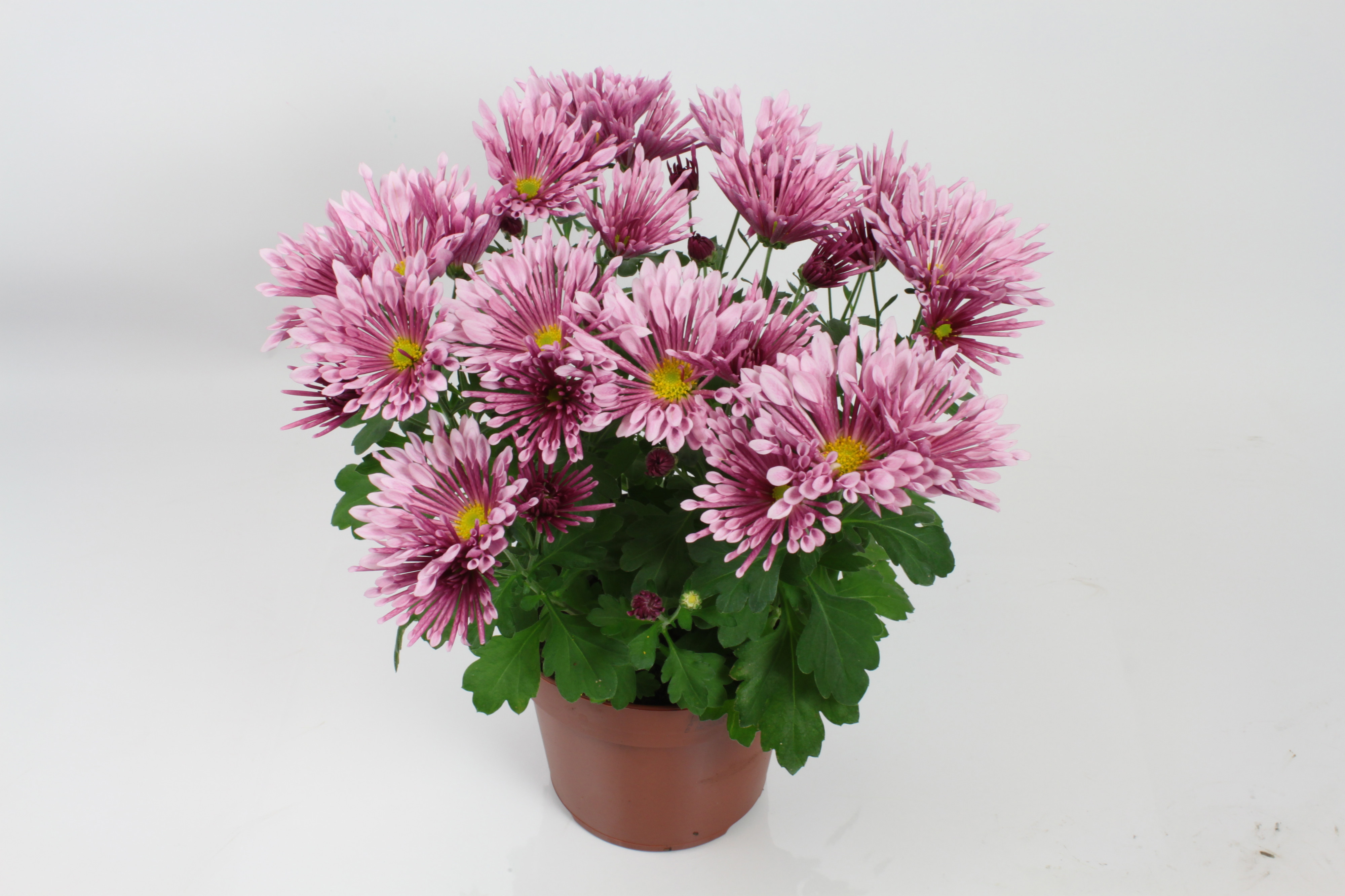 Chrysant Lush 14 cm, D 14