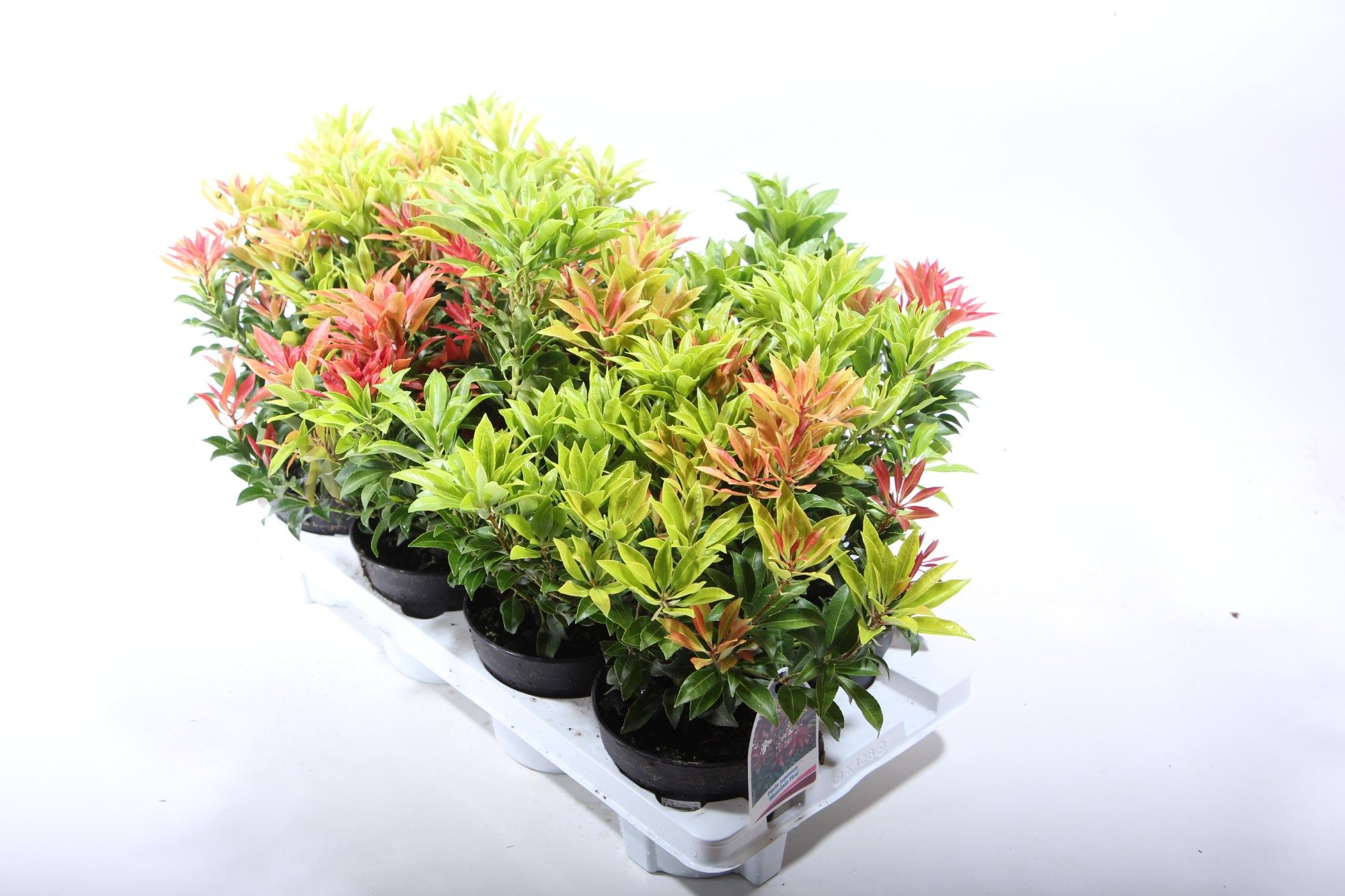 Pieris japonica 'Mountain Fire' Creme, D 13