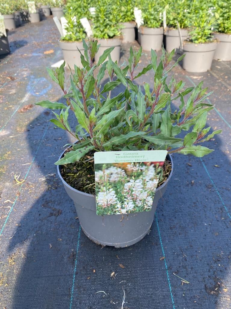 494 DVDS : POT 19 CM GAURA LINDHEIMERI BUTTERFLY WHITE, D 19