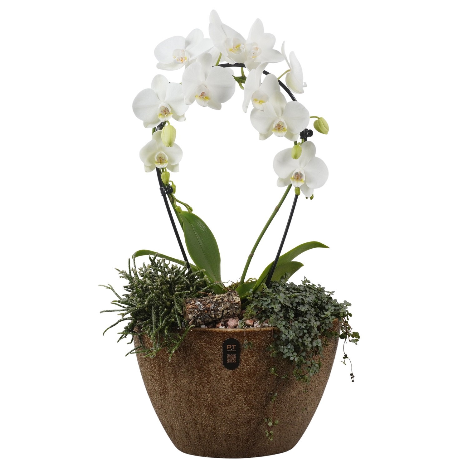 PTIB5347 Arrangement Indoor in keramiek pot ovaal, D 33