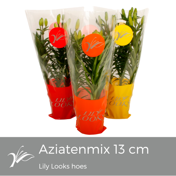 Lilium 13 cm aziatenmix Lily Looks hoes (az. lelie), D 13