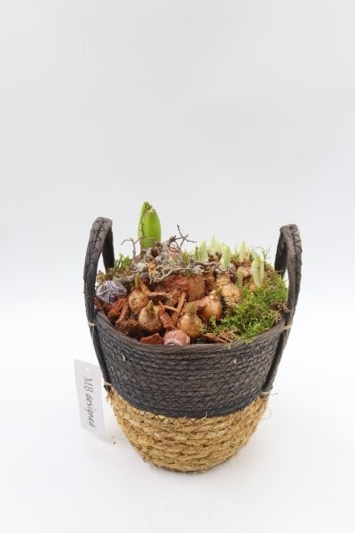 Bollen, rijstmand zwarte rand, D 18