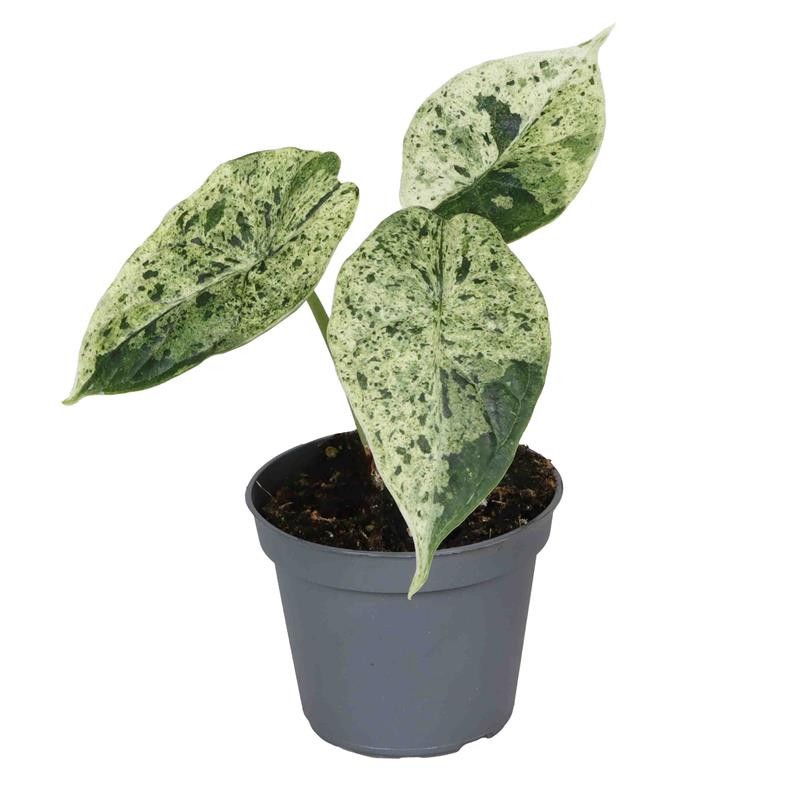ALOCASIA HYBRID Dragon Mint Var., D 6 cm