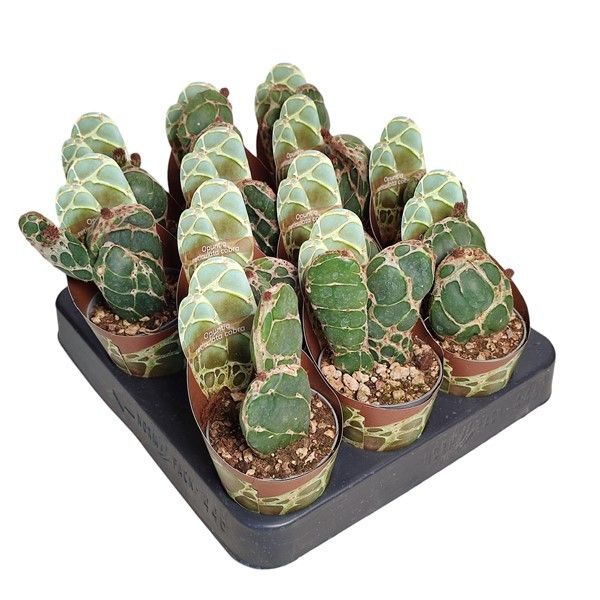 OPUNTIA RETICULATA COBRA - POT Ø 6,5 SHAPED POT COVER (CACTUS), D 6,5 cm