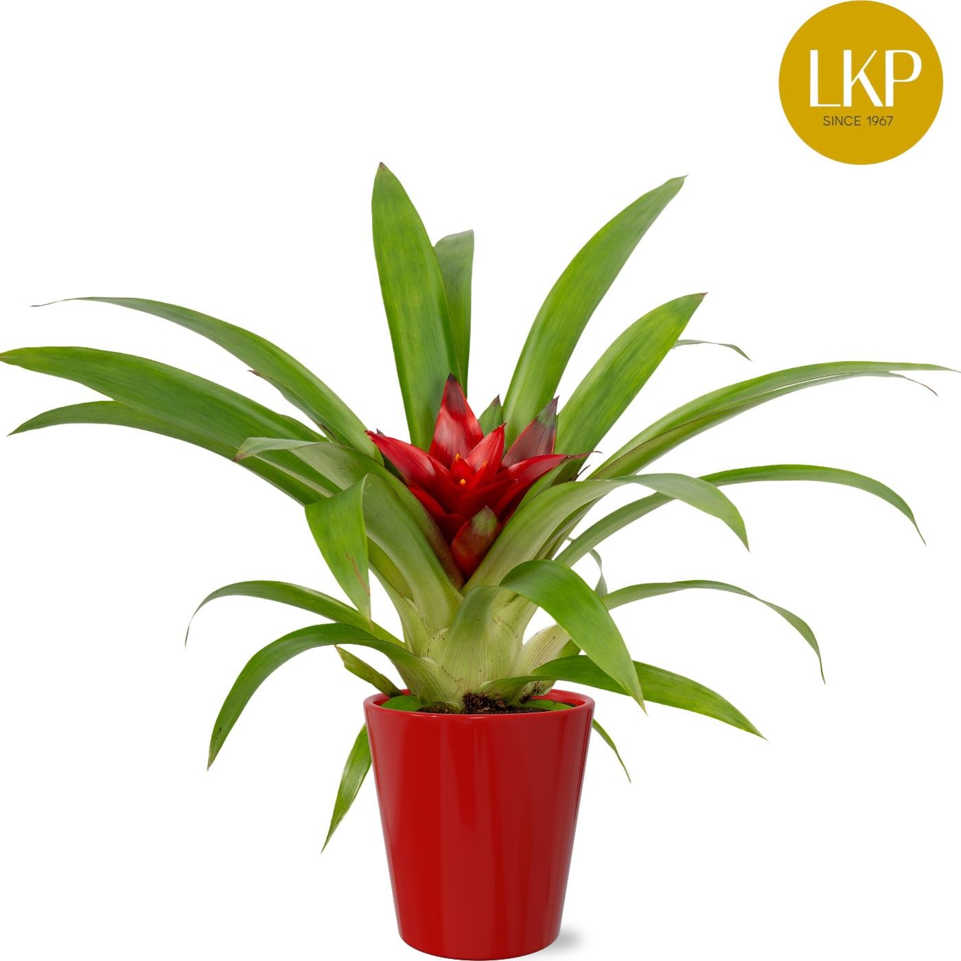 Guzmania Blitz Rood Coco, D 10