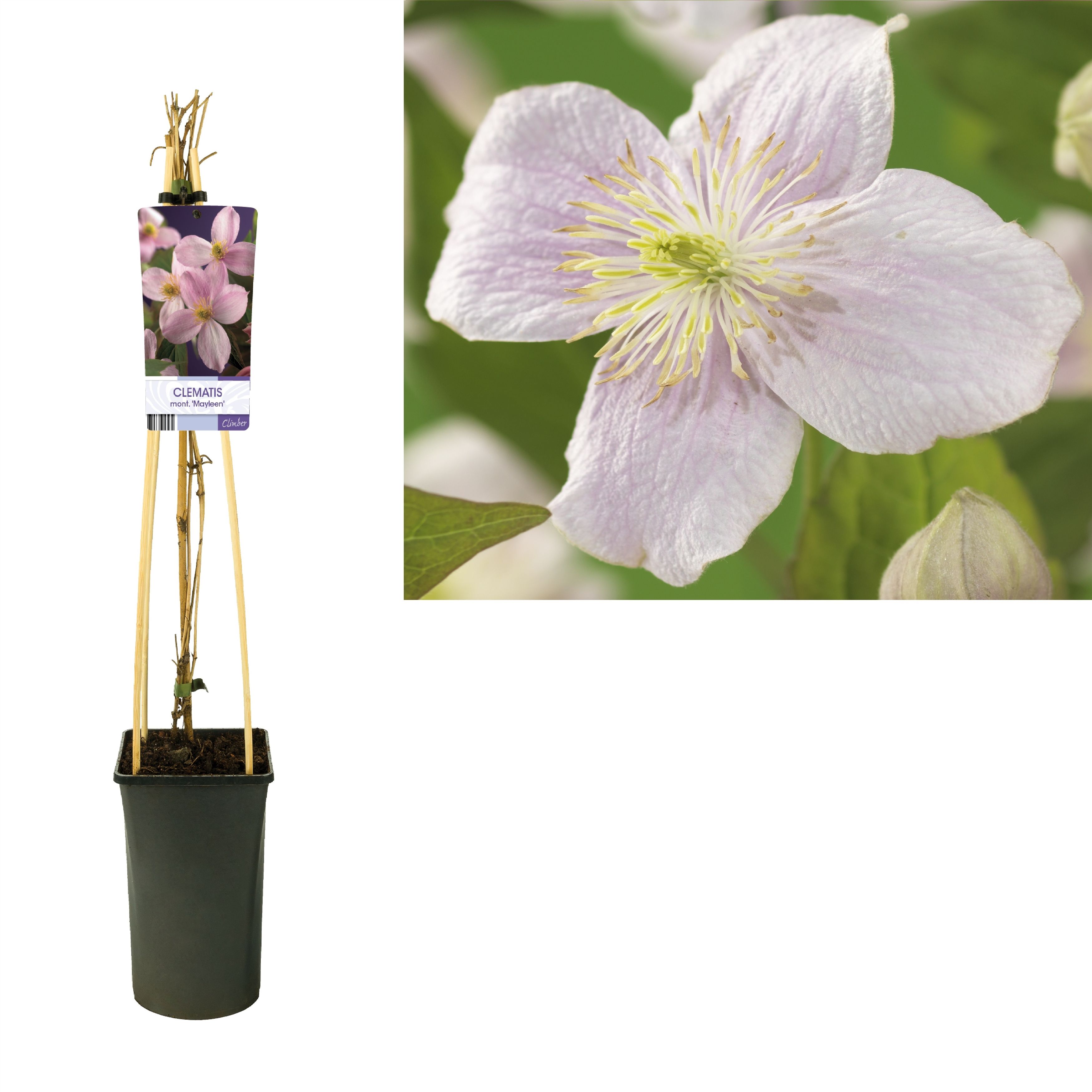 Clematis montana 'Mayleen' +light label, D 17 cm
