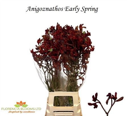 Анигозантус Эрли Спринг 80 (красн.), шт.