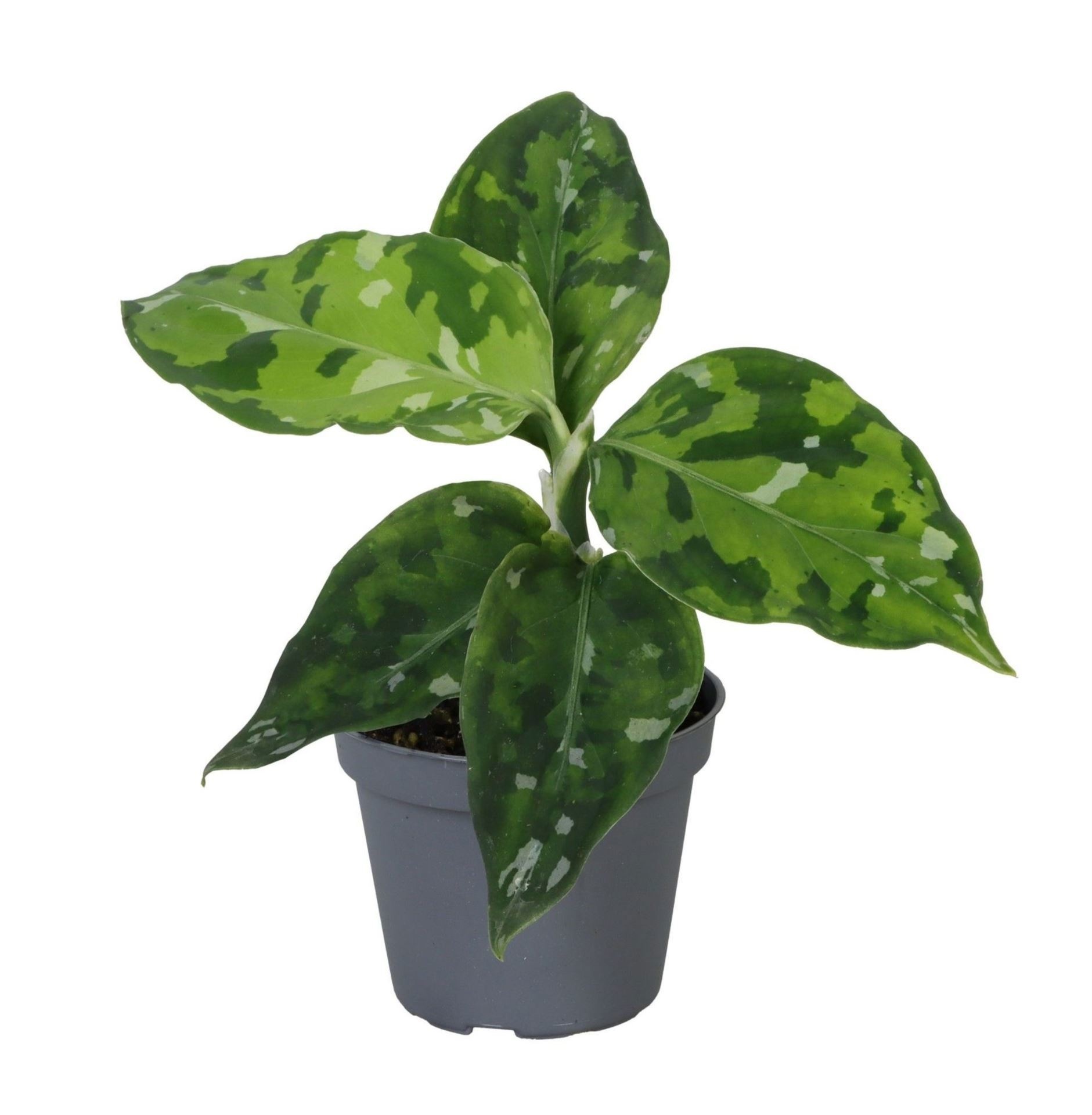 Aglaonema Pictum Tricolor 6 cm, D 6