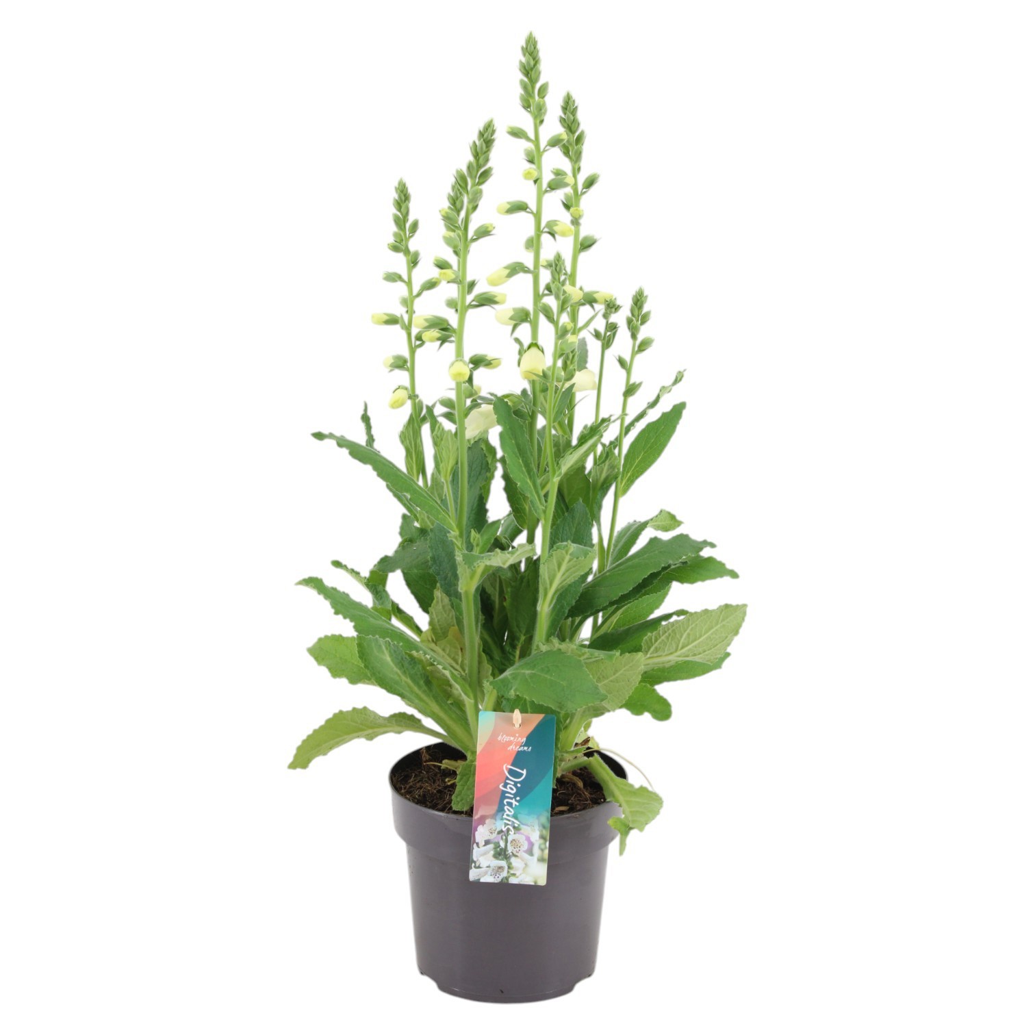Digitalis Hanabee White p17 (PT), D 17