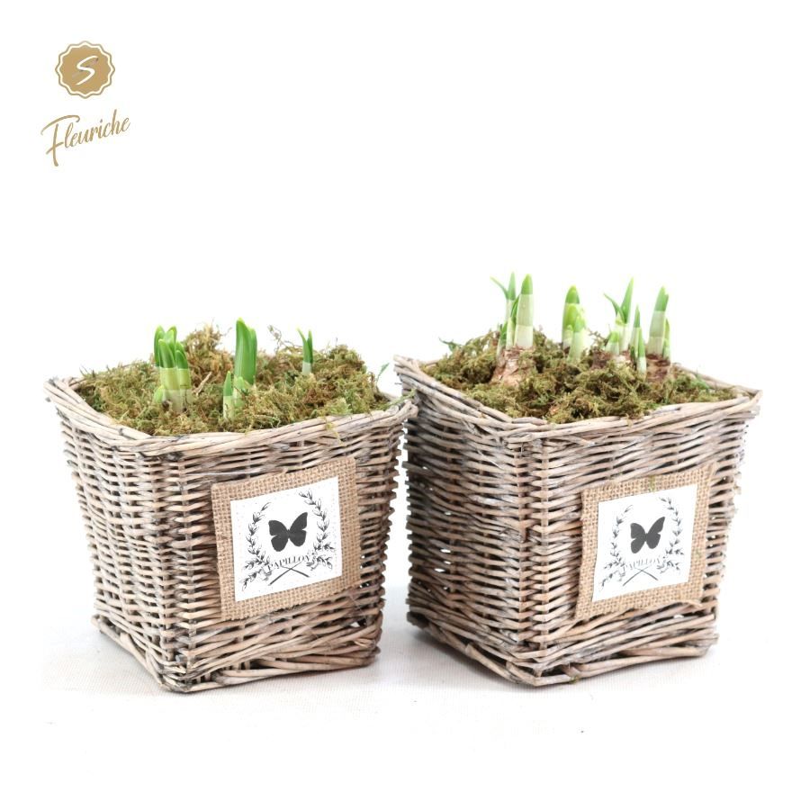 (3410) Narcissus Willow Basket Square [L] Mos, D 16