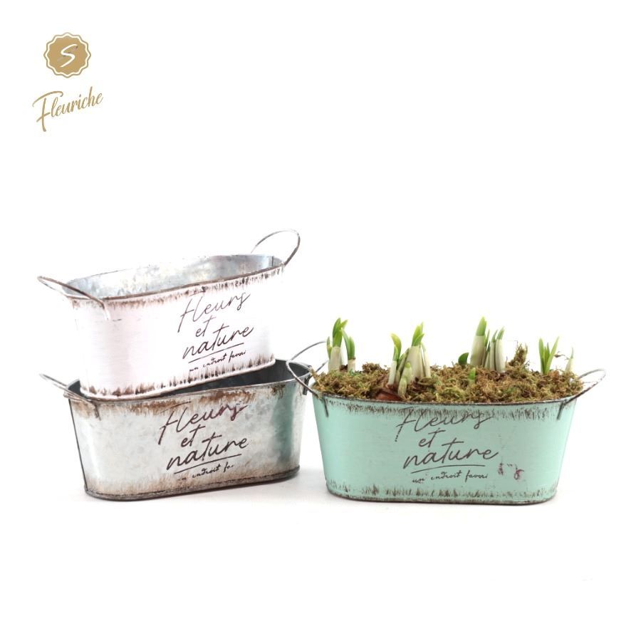 (3503) Narcissus Fleurs et Nature Oval 3PP Mos, D 24 cm