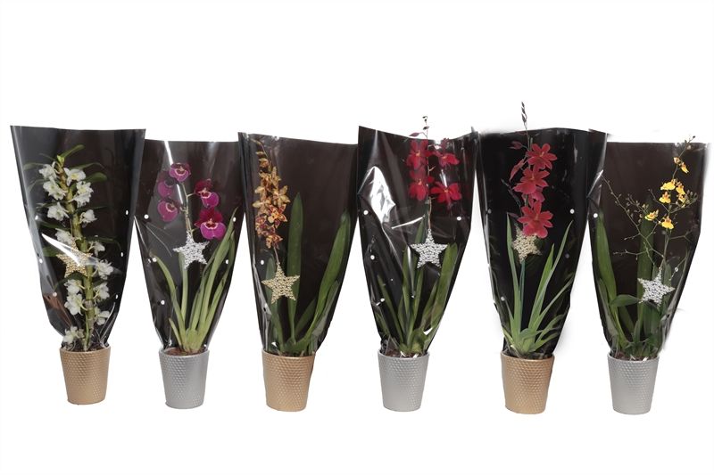 Zoe p12 dots gold/silver Orchideeen mix 1T in zwarte sierhoes, D 12 cm