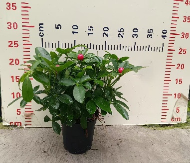 110 Ред Фруит Счеффлера 11 25