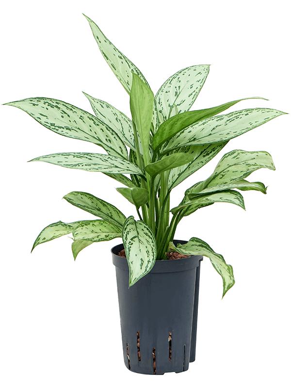Aglaonema 'Silver Queen', D 15 cm