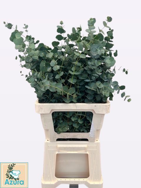 Эвкалипт Гунни Азура 65, шт.